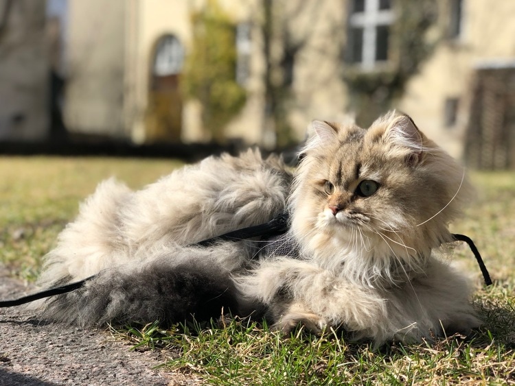 Katten Grizzly poserar på bakgården, medan kattens ägare Daniel Rosenquist tar bilden.